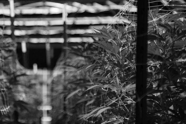 cannabis plants