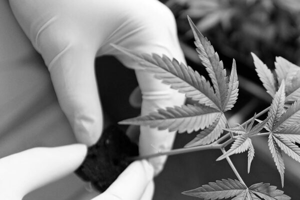 cannabis plant